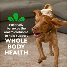 Greenies Veterinarian-Recommended Adult Natural Dental Dog Treats Regular Size, Dog Dental Chews, Original Flavor, 36 oz. Pack, 36 Count