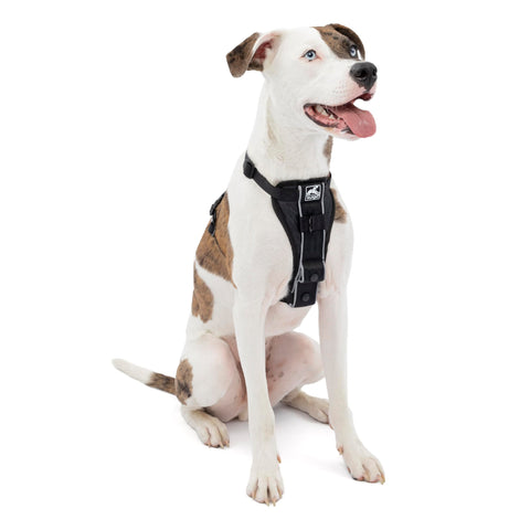 Kurgo Tru-Fit Smart Dog Walking Harness - Comfortable Fit - Adjustable Harness - Reflective Pet Wear - Quick Strap Release - Daily Walk Accessory - Includes Seat Belt Loop - Black - Medium